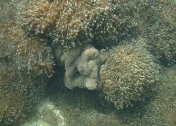Alertan sobre coral invasor que ha colonizado más del 50% del Parque Nacional Mochima