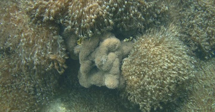 Alertan sobre coral invasor que ha colonizado más del 50% del Parque Nacional Mochima