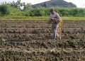 Sector agrícola tuvo leve recuperación en 2021