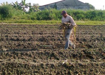 Sector agrícola tuvo leve recuperación en 2021