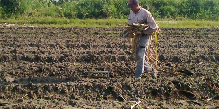 Sector agrícola tuvo leve recuperación en 2021