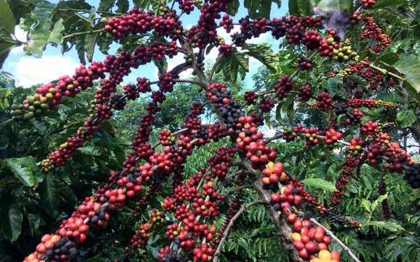 Anzoátegui | Cafetaleros instan al gobierno regional a recuperar 221 kilómetros de vialidad