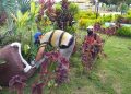 Monagas | Sembrarán 3 mil plantas ornamentales en Maturín