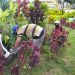 Monagas | Sembrarán 3 mil plantas ornamentales en Maturín