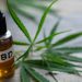 Como se produce el CBD y porque es beneficioso