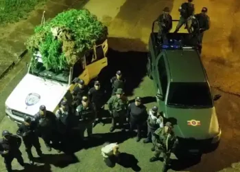 Sucre | FANB destruye plantación de marihuana en el municipio Ribero