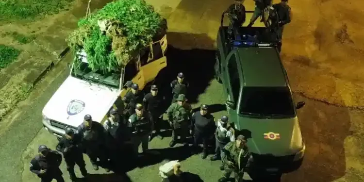 Sucre | FANB destruye plantación de marihuana en el municipio Ribero