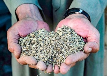 Reanudadas las negociaciones sobre los cereales ucranianos