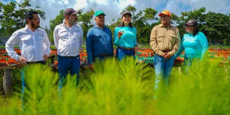 Monagas | Maderas del Orinoco y Mavetur sembrarán 5 millones de árboles en sabanas de Uverito