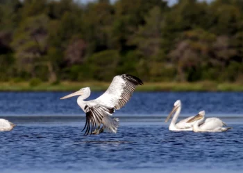 Venezuela activa plan para promover la prevención de la influenza aviar