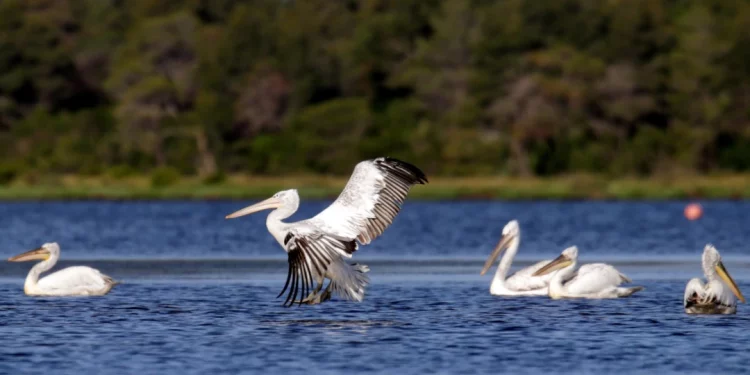 Venezuela activa plan para promover la prevención de la influenza aviar