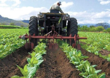 Estiman necesario financiamiento para levantar producción de alimentos