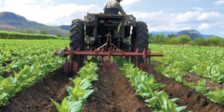 Estiman necesario financiamiento para levantar producción de alimentos