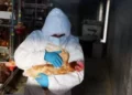 El primer caso de gripe aviar en humanos en América Latina destapa una preocupante falta de control y vigilancia