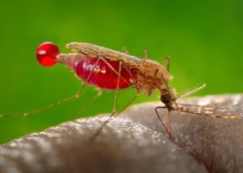 Venezuela anunció refuerzo en cerco epidemiológico contra la malaria