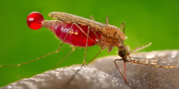 Venezuela anunció refuerzo en cerco epidemiológico contra la malaria
