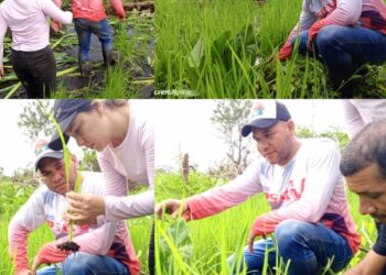 📰 #PrensaFONDADES || La reciente inspección realizada por parte del equipo #FONDADES, liderado por Marcos Tellería, tras fuertes lluvias en los Campos de Arroz ubicado en los Bajos de Ajíes, municipio Benítez, confirman que la siembra de este rubro es la mejor opción para seguir impulsando el desarrollo y el progreso de esta zona.