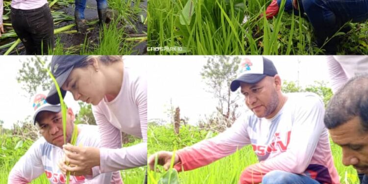📰 #PrensaFONDADES || La reciente inspección realizada por parte del equipo #FONDADES, liderado por Marcos Tellería, tras fuertes lluvias en los Campos de Arroz ubicado en los Bajos de Ajíes, municipio Benítez, confirman que la siembra de este rubro es la mejor opción para seguir impulsando el desarrollo y el progreso de esta zona.