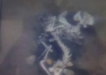 #Sucre| Encuentran osamenta de un perro en tanque de agua del Hospital Julio Rodríguez (Veteranos) de Cumaná