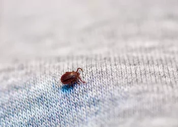 Alarma en París por la ‘invasión’ de chinches en espacios públicos