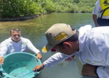 Realizan III jornada de liberación de caballitos de mar en Mochima