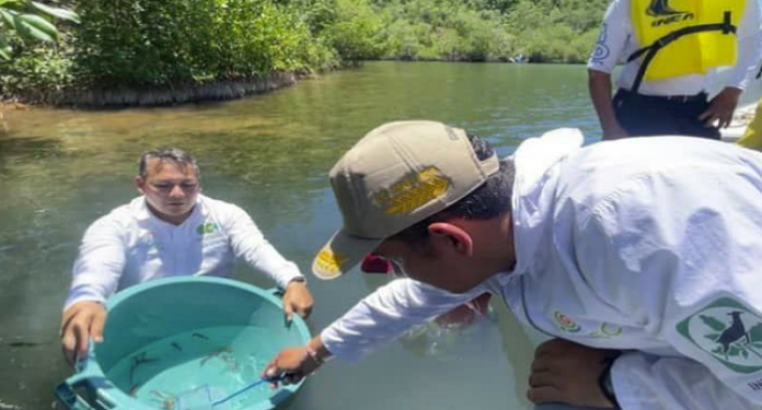 Realizan III jornada de liberación de caballitos de mar en Mochima