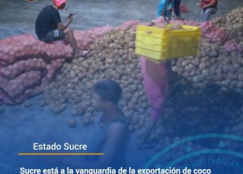 Sucre esta en la vanguardia de la exportación de COCO a diferentes latitudes