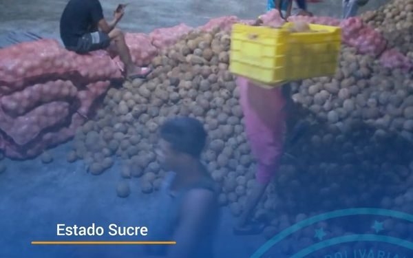 Sucre esta en la vanguardia de la exportación de COCO a diferentes latitudes