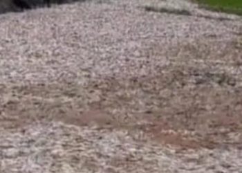 Sucre: miles de peces mueren en caños de La Mojana y arroyos de los Montes de María