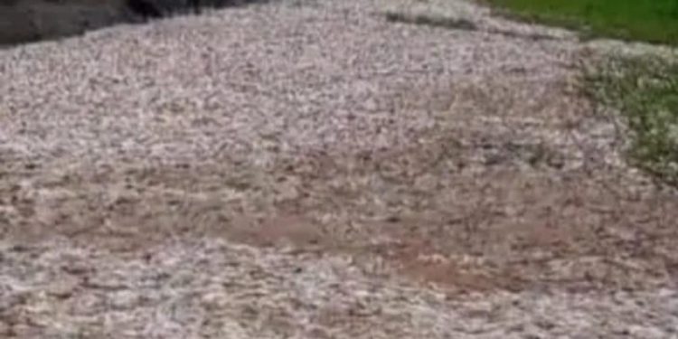 Sucre: miles de peces mueren en caños de La Mojana y arroyos de los Montes de María