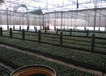 La producción de café en Venezuela en los últimos 20 años: una montaña rusa de desafíos y esperanzas