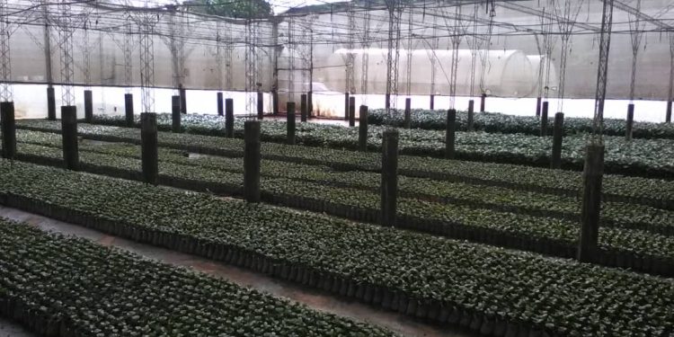 La producción de café en Venezuela en los últimos 20 años: una montaña rusa de desafíos y esperanzas