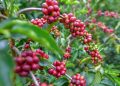Estiman que el consumo de café per cápita en Venezuela se ha ido estabilizando en dos kilos y medio al año