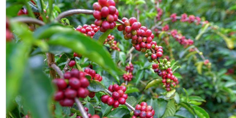 Estiman que el consumo de café per cápita en Venezuela se ha ido estabilizando en dos kilos y medio al año