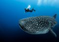 Día Internacional del Tiburón Ballena: Un llamado a la protección de nuestro gigante marino