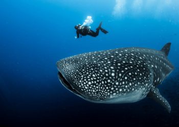 Día Internacional del Tiburón Ballena: Un llamado a la protección de nuestro gigante marino