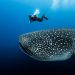 Día Internacional del Tiburón Ballena: Un llamado a la protección de nuestro gigante marino