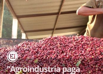 El precio del saco de café ronda los 400 dólares en el mercado internacional