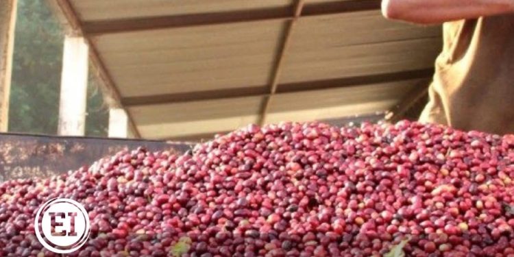 El precio del saco de café ronda los 400 dólares en el mercado internacional