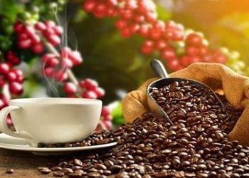 La AVENTURA del CAFÉ de VENEZUELA